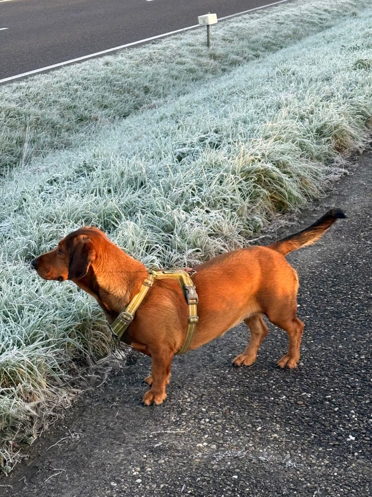 Hundetreffen-Spielpartner/ Partnerin gesucht-Profilbild