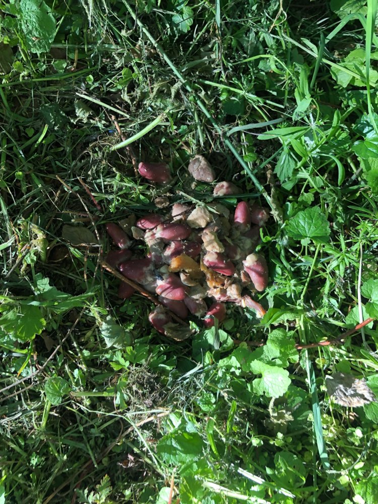 Giftköder-Geflügelherzen und Fleischreste-Profilbild