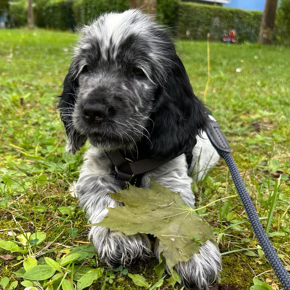 Hundetreffen-Kleiner Jolly sucht freundliche Spielkameraden-Profilbild
