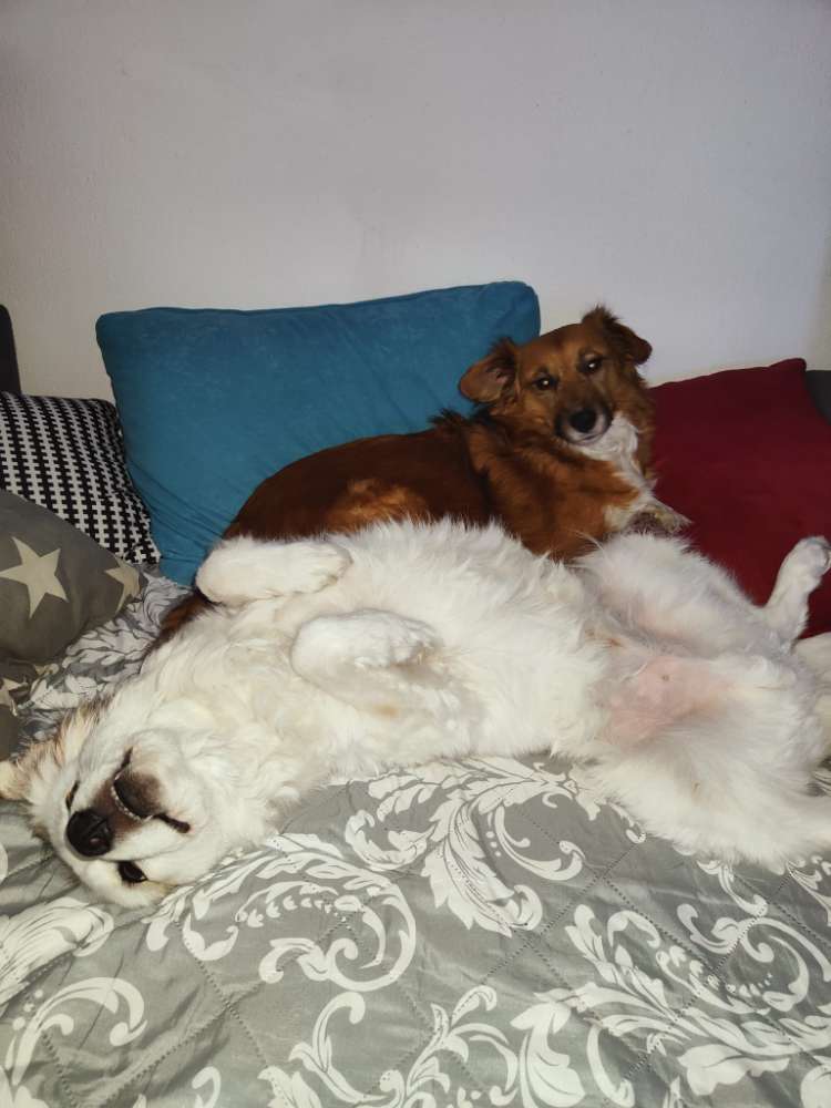 Hundetreffen-Gassi runde-Profilbild