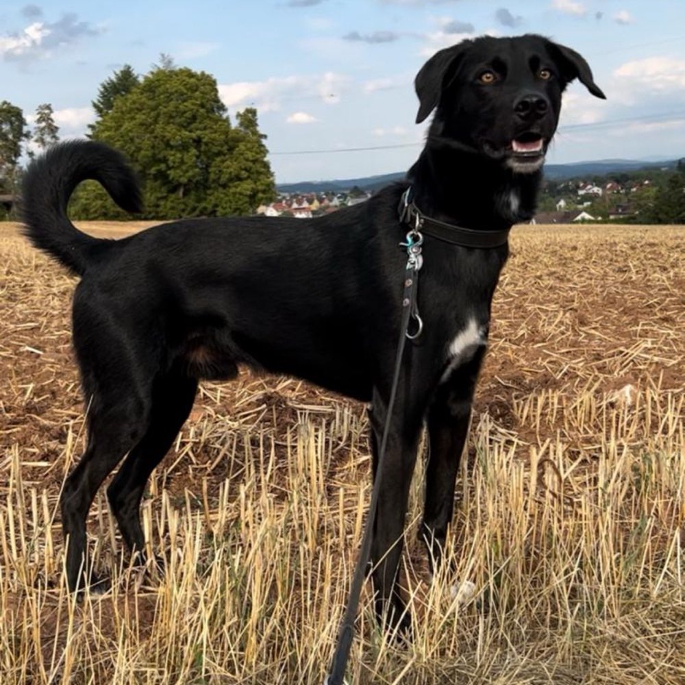 Hundetreffen-Will nur spiel n-Profilbild