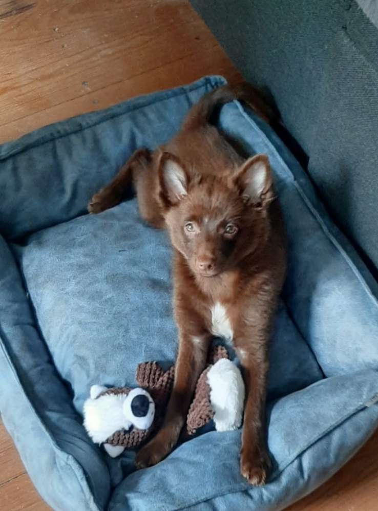 Hundetreffen-Welpen treffen Lübeck-Profilbild