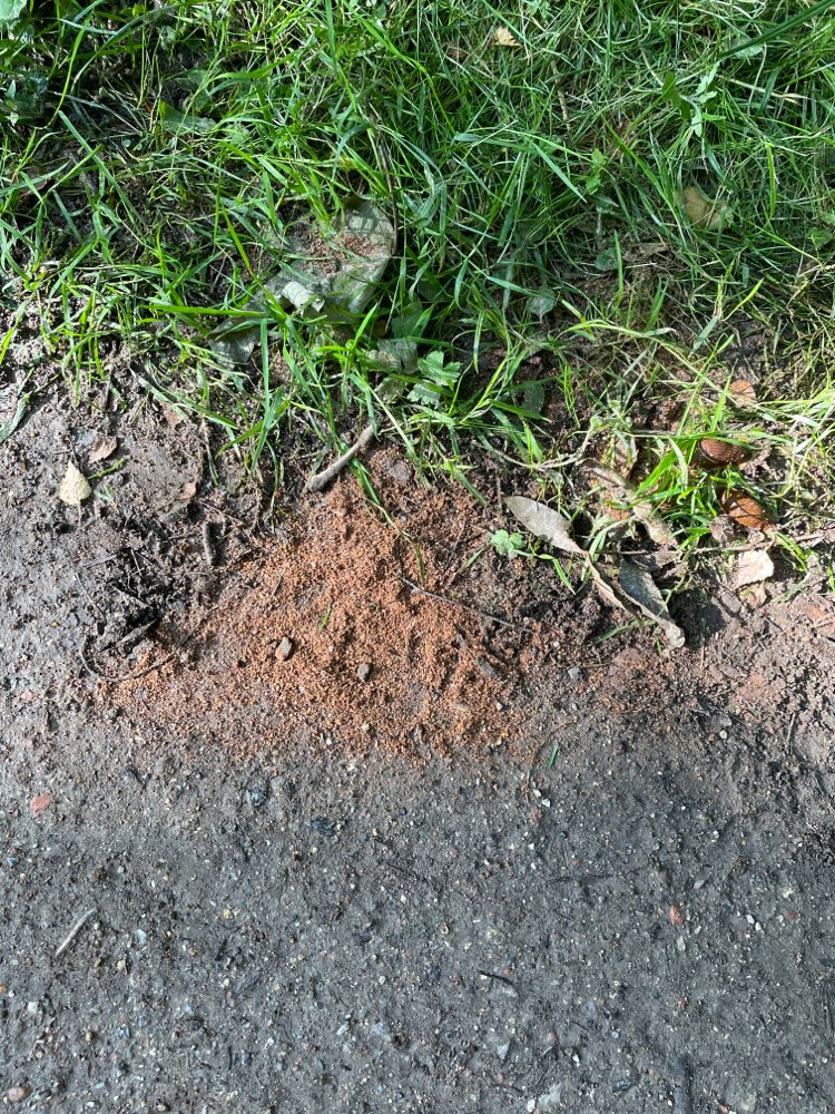 Giftköder-Evtl Giftköder in Projensdorf-Profilbild