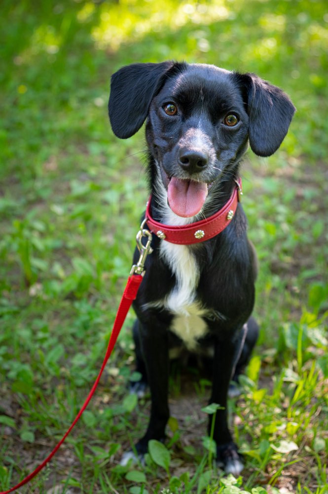 Hundetreffen-Spielpartner/Gassi geh Partner gesucht-Profilbild