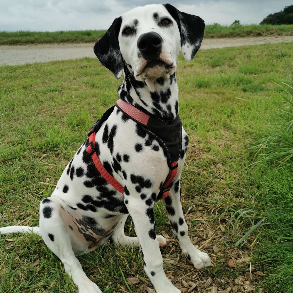 Hundetreffen-Welpen und Junghundetreffen-Profilbild