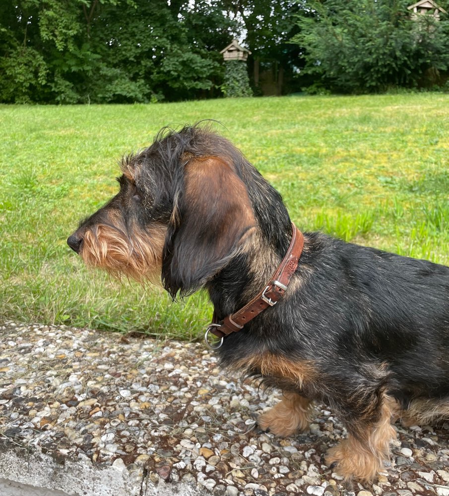 Hundetreffen-Spielen mit Henny-Profilbild