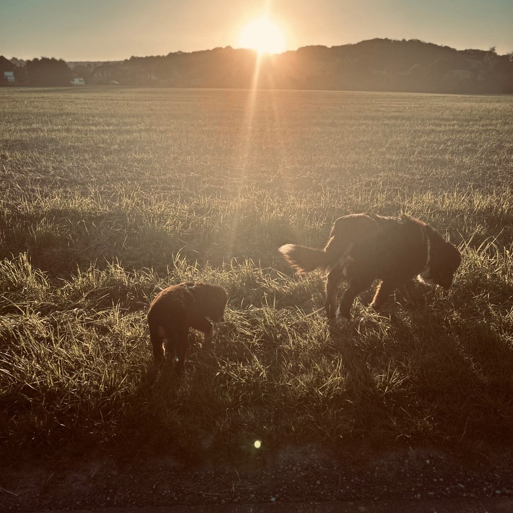 Hundetreffen-Hundetreffen-Profilbild