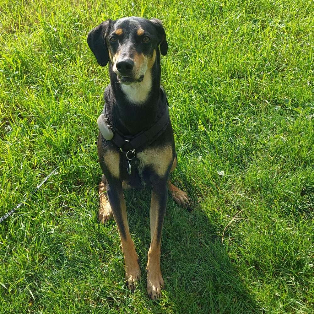 Hundetreffen-Gemeinsam Gassi / Spielen-Profilbild