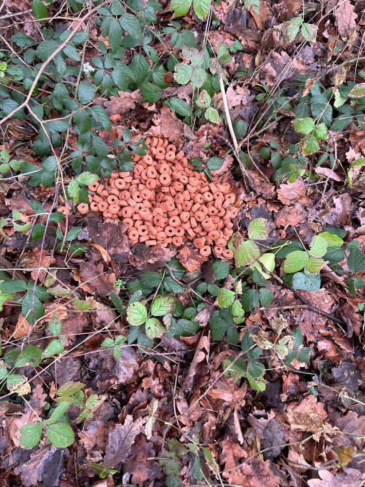 Giftköder-Entsorgtes Trockenfutter-Profilbild