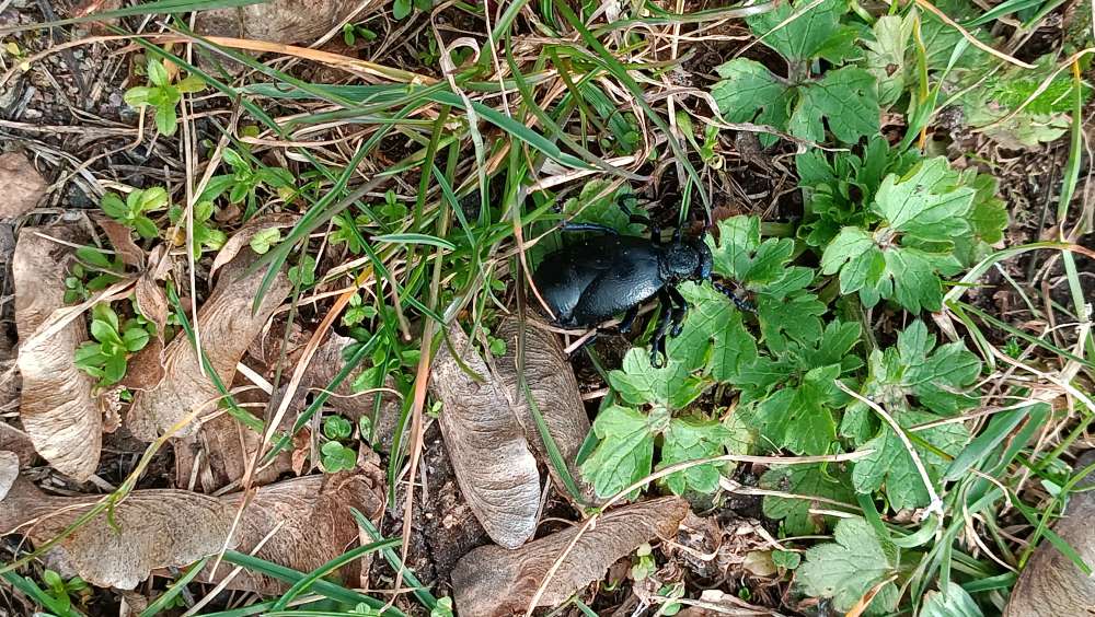 Giftköder-Ölkäfer Schönauerpark-Profilbild