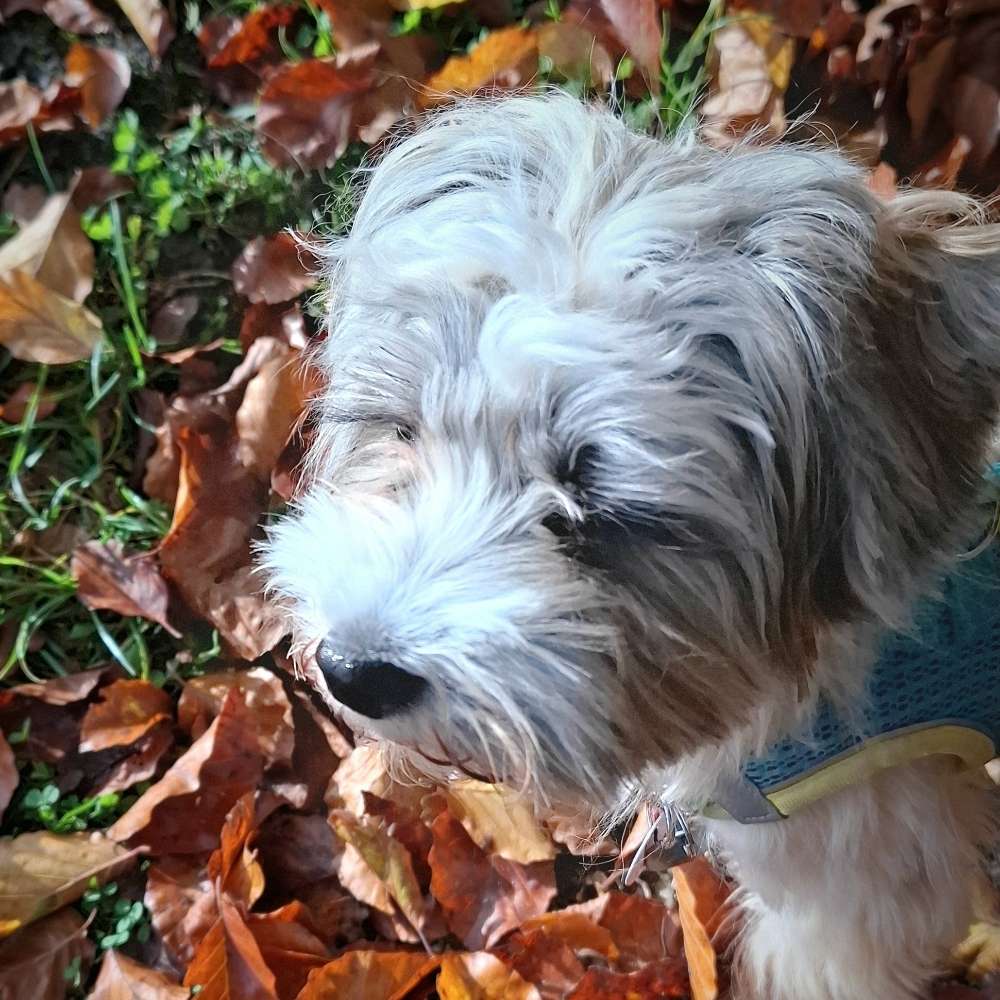 Hundetreffen-Welpentreffen un-Profilbild