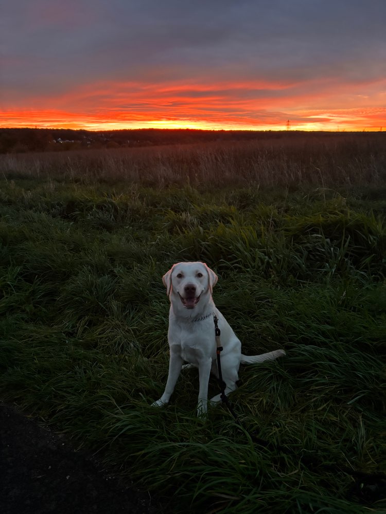 Hundetreffen-Gassi-Runde / Spielbuddy für Nala gesucht-Profilbild
