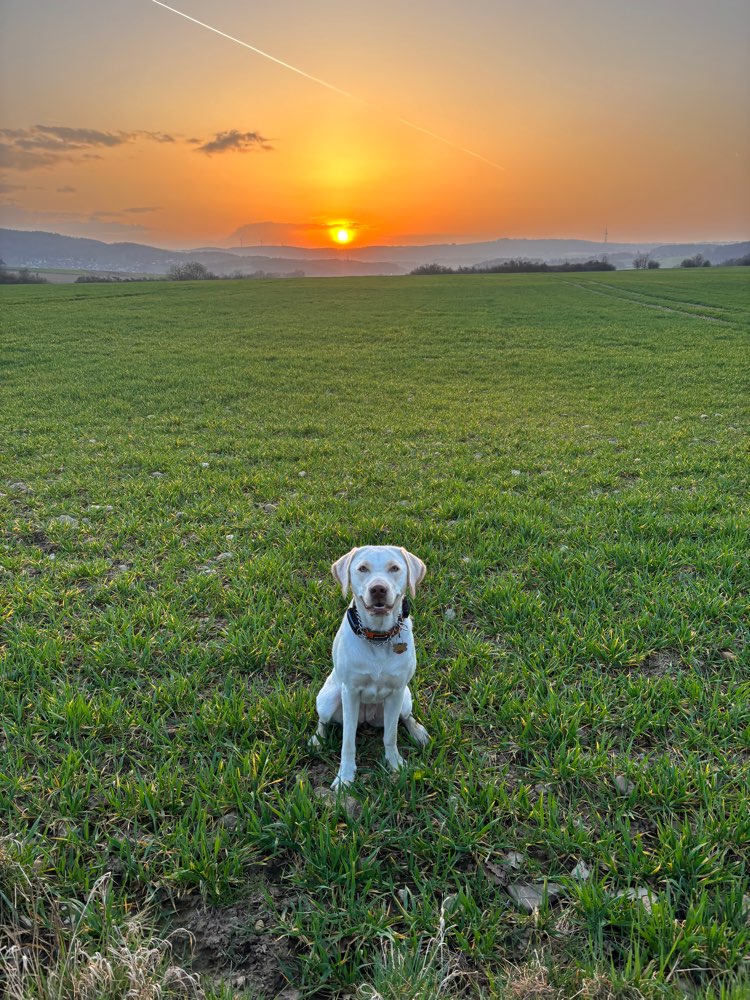 Hundetreffen-Gassi-Gang gesucht - Nala möchte ihr Gassi-Rudel erweitern-Profilbild