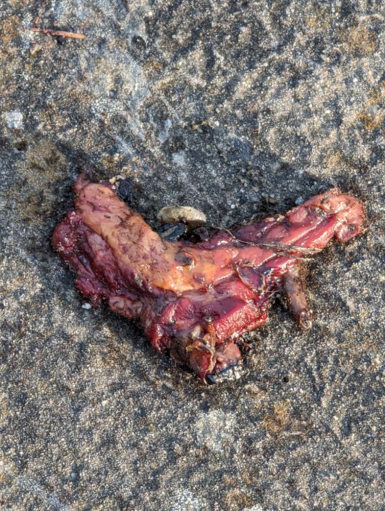 Giftköder-Möglicher Giftköder-Profilbild