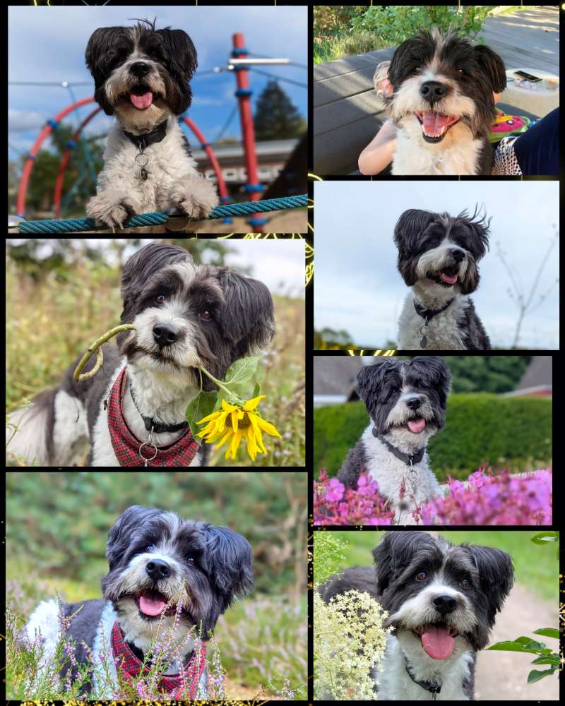 169. Collagen Challenge Banner