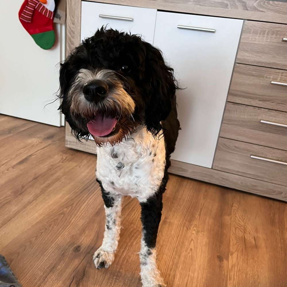 Hundetreffen-Spielen, Social Walks, Gassi Runden-Profilbild