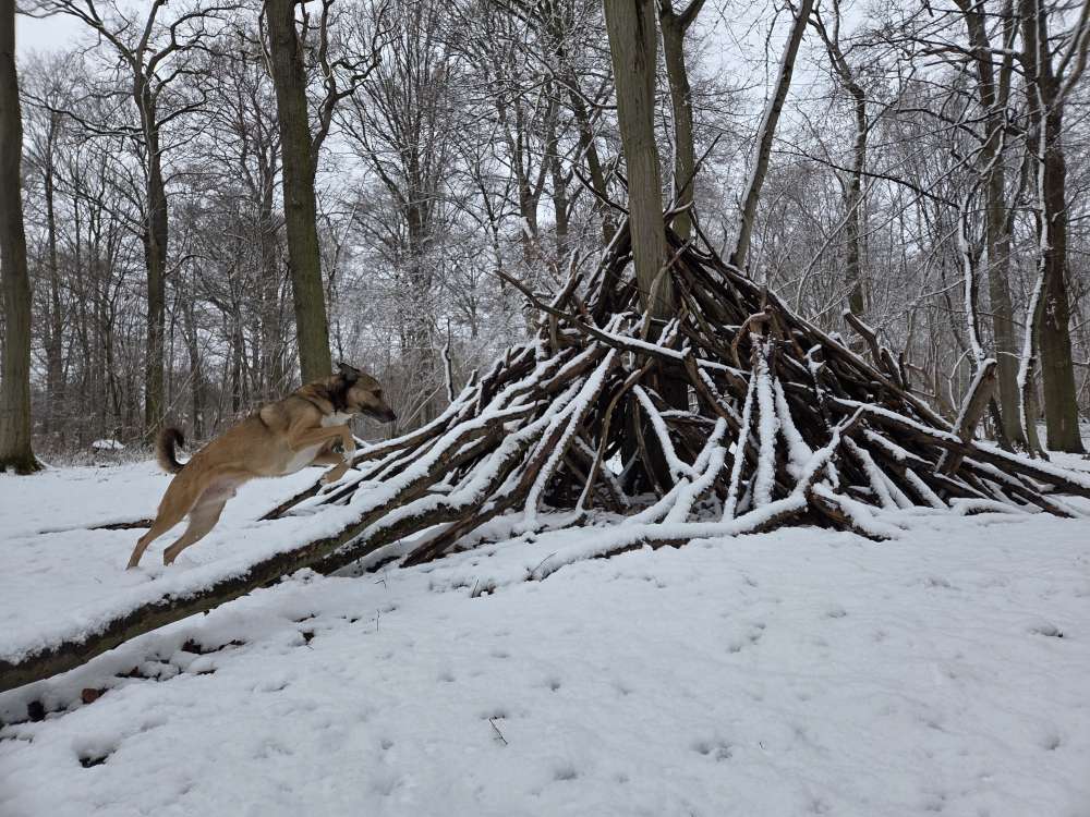 Hundetreffen-Spaziergang und Spieltreffen-Profilbild