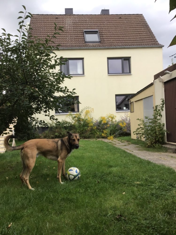 Hundetreffen-Spielen und toben mit Bruno im sicheren Garten-Profilbild
