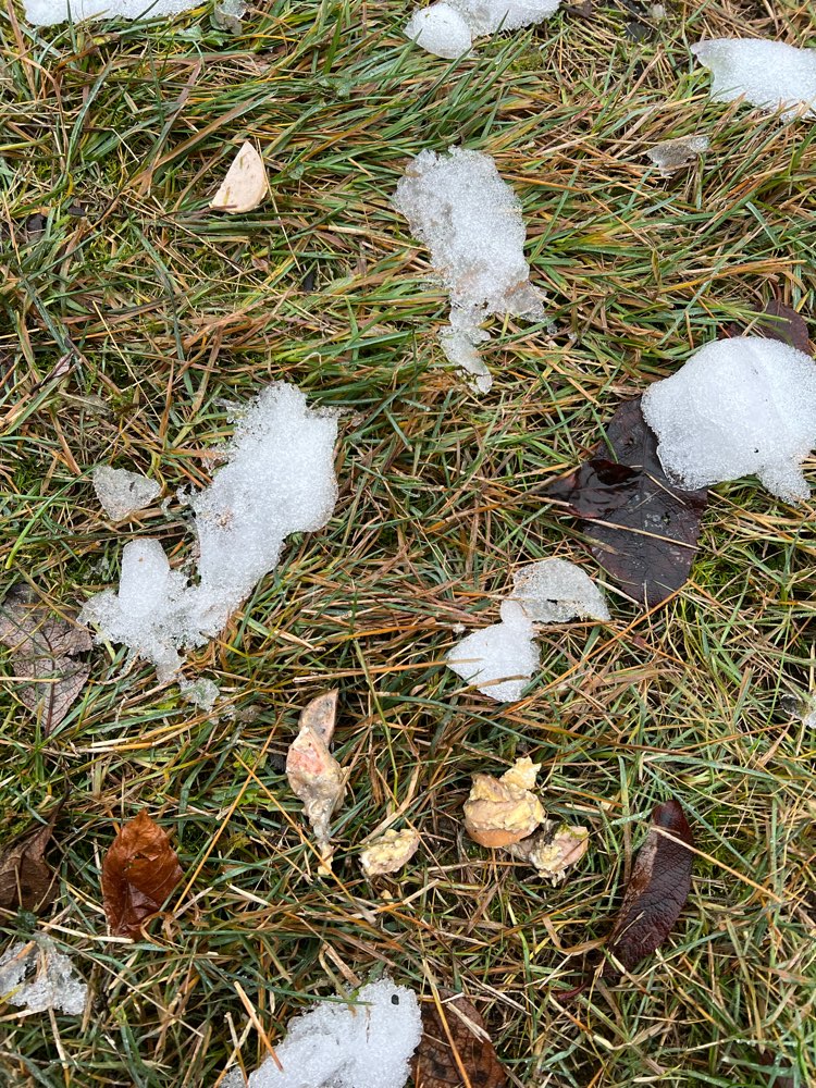 Giftköder-Vermutlich Giftköder-Profilbild