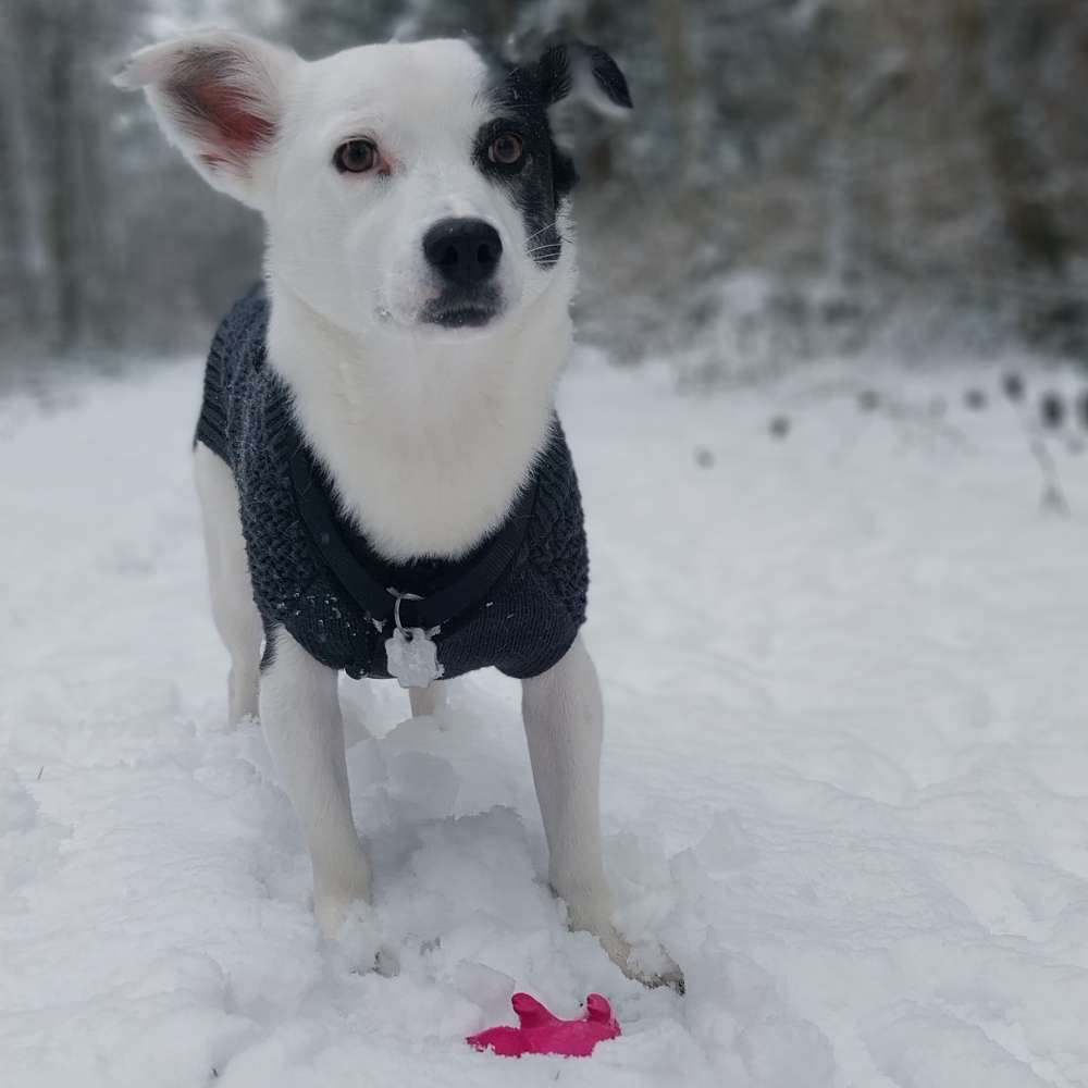 Hundetreffen-Training und Spielpartner-Profilbild