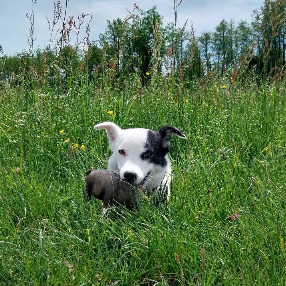 Hundetreffen-Training und Spielpartner-Profilbild