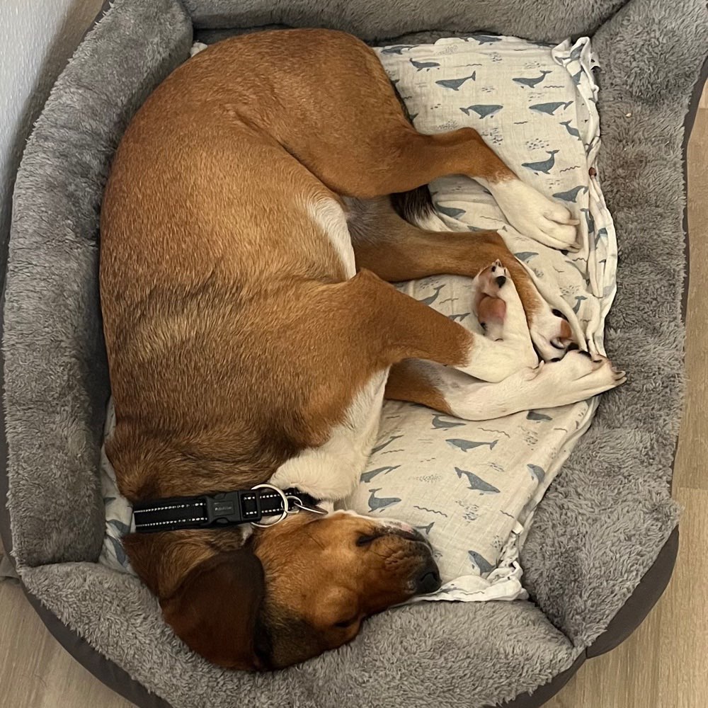 Hundetreffen-Gegenseitiges Hundesitting-Profilbild