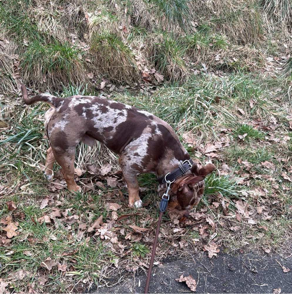 Hundetreffen-Spiele und rassi runde-Profilbild