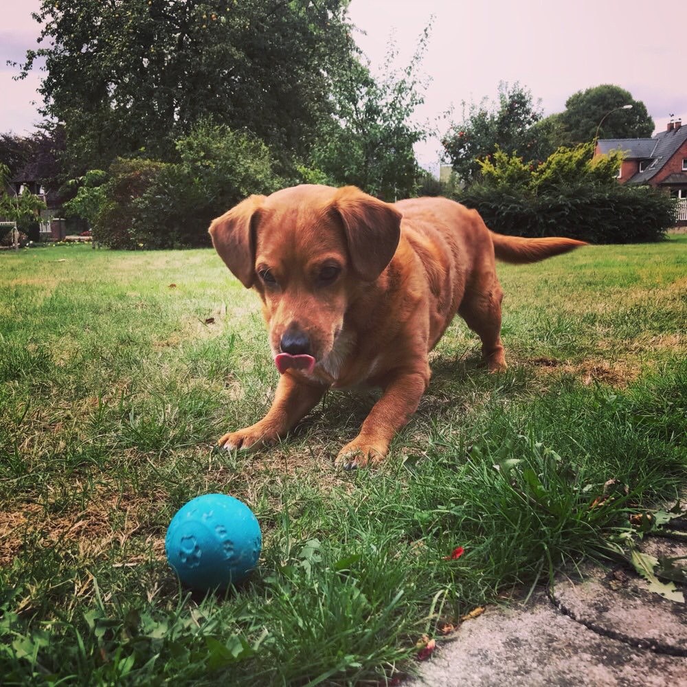 Hundetreffen-Gassi-Runde mit Flip :-)-Profilbild