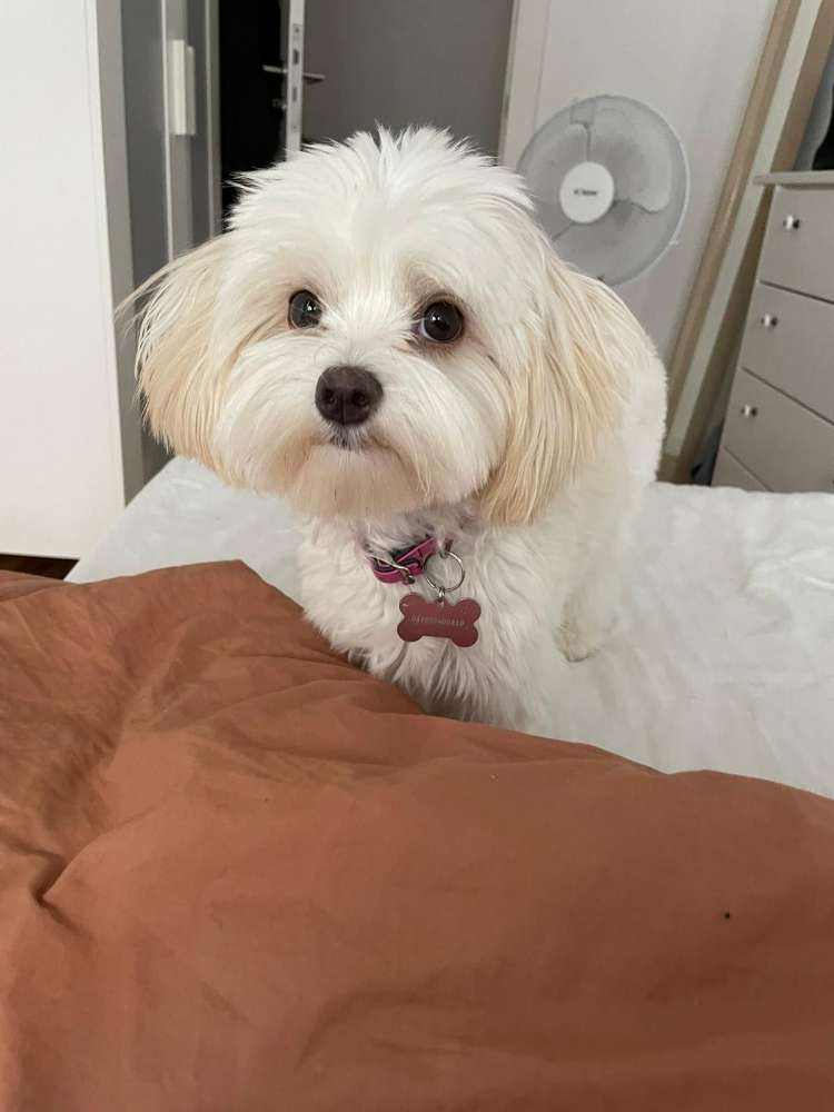 Hundetreffen-Playdate mit Zoe 🐶-Profilbild