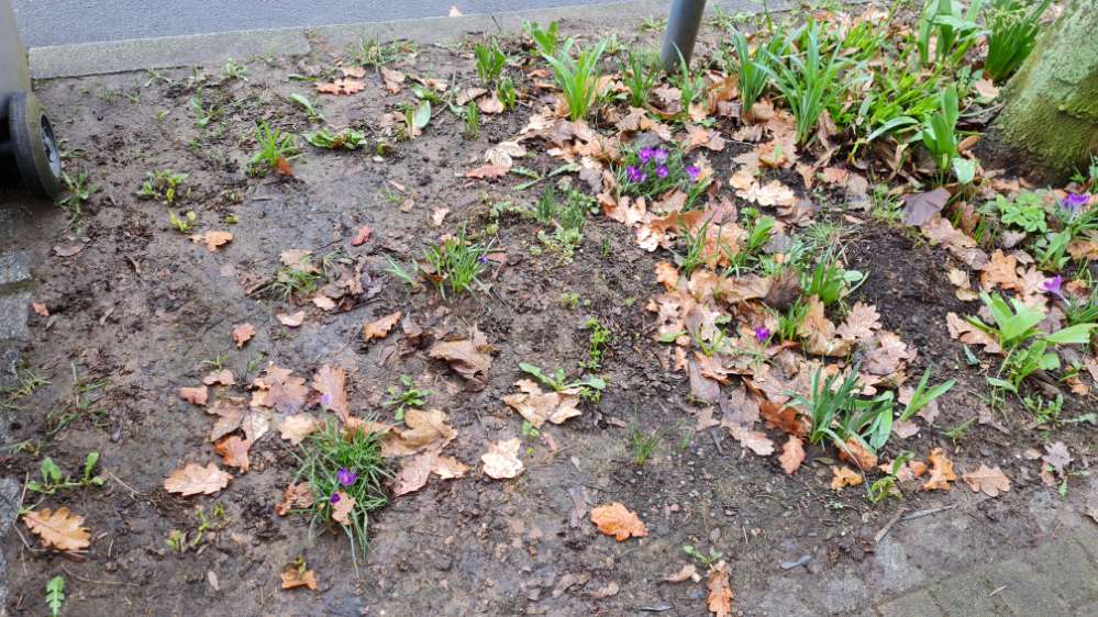 Giftköder-Schneckenkorn im Beet am Straßenrand-Profilbild
