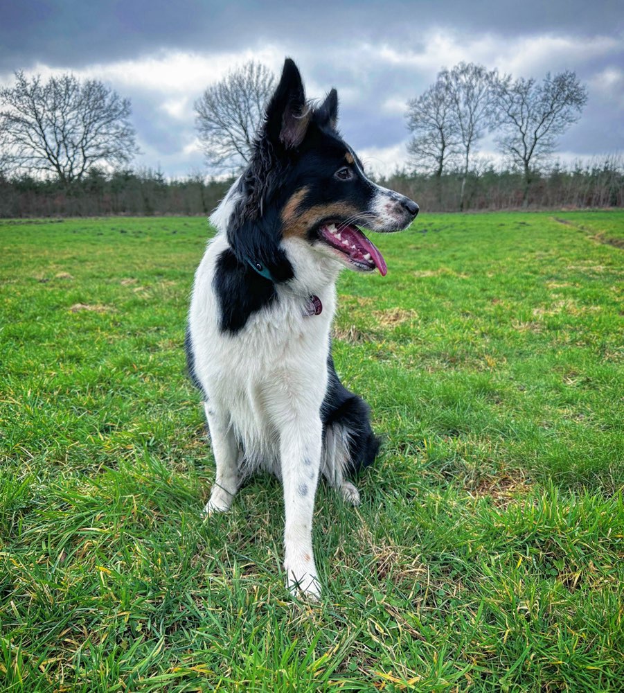 Hundetreffen-Regelmäßiger Gassipartner/in gesucht-Profilbild