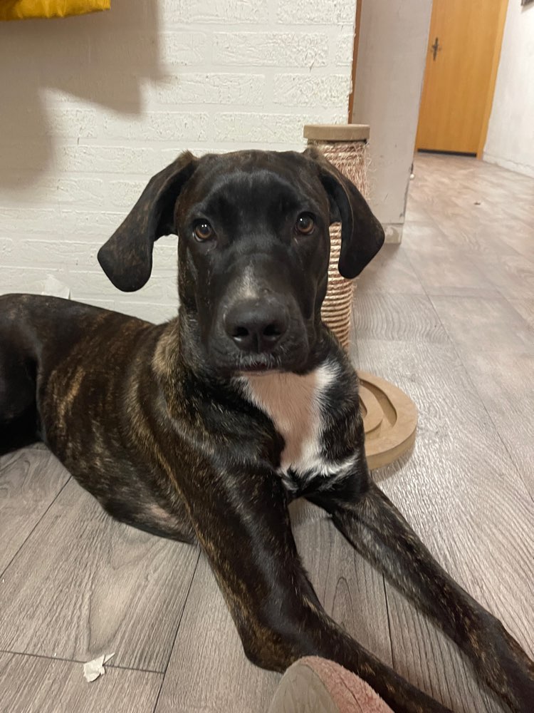 Hundetreffen-Hundekumpel/kumpeline gesucht, rund um Lüneburg.-Profilbild