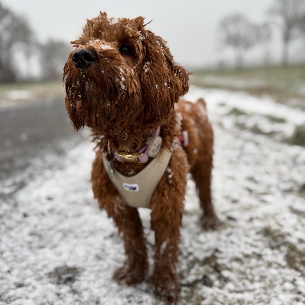 Hundetreffen-Social-Walk/ Playdate-Profilbild