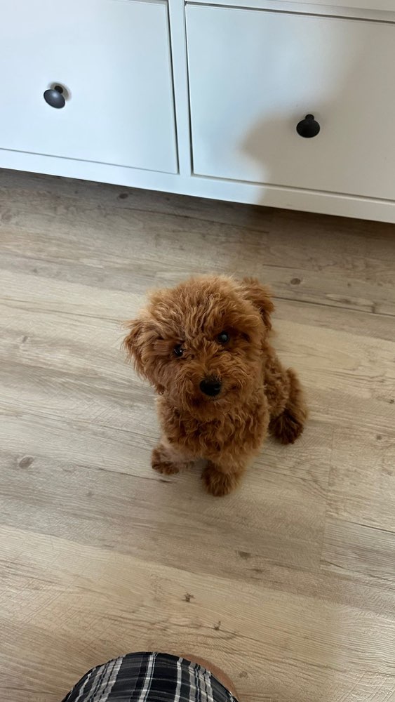 Hundetreffen-Zwergpudel Treffen-Profilbild