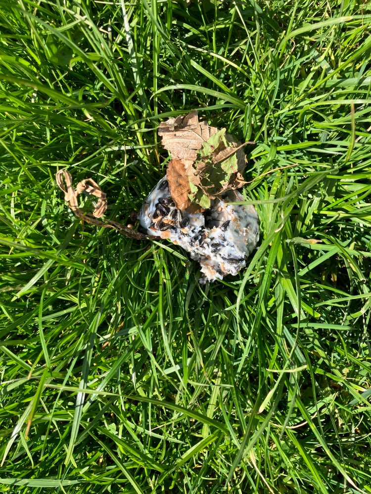 Giftköder-Möglicher Giftköder-Profilbild