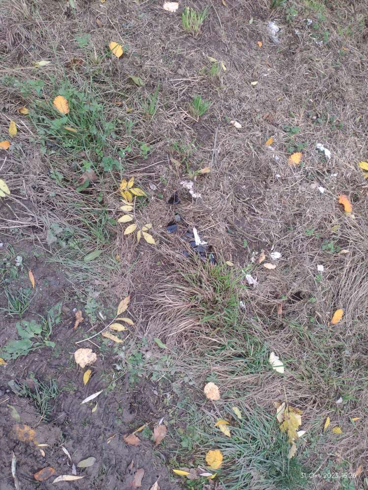 Giftköder-Glasscherben-Profilbild