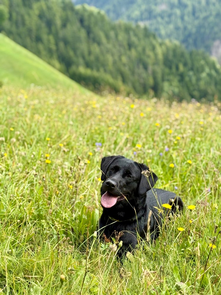 Hundetreffen-Social Walk/Spaziergänge zum Üben-Profilbild