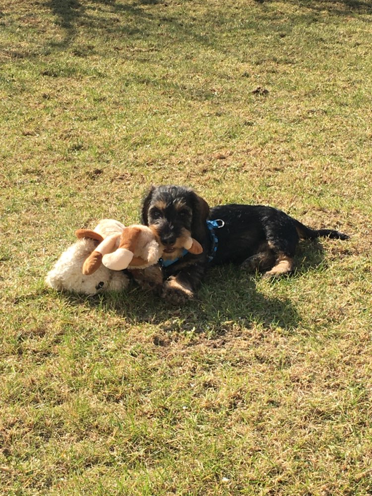 Hundetreffen-Welpentreffen-Profilbild