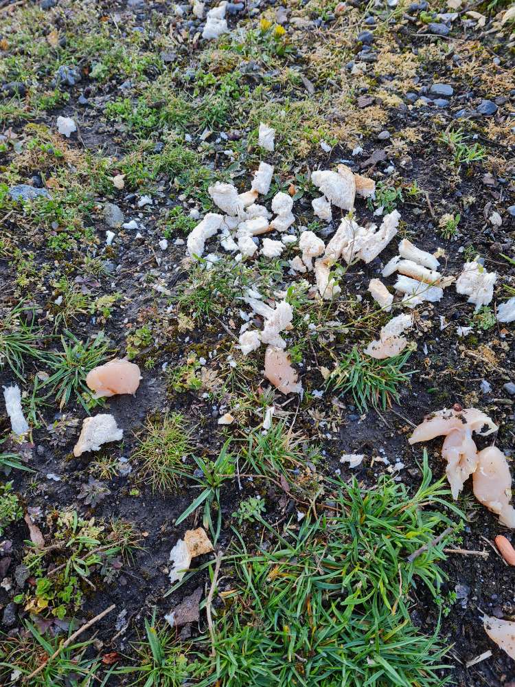 Giftköder-Giftköder?-Profilbild