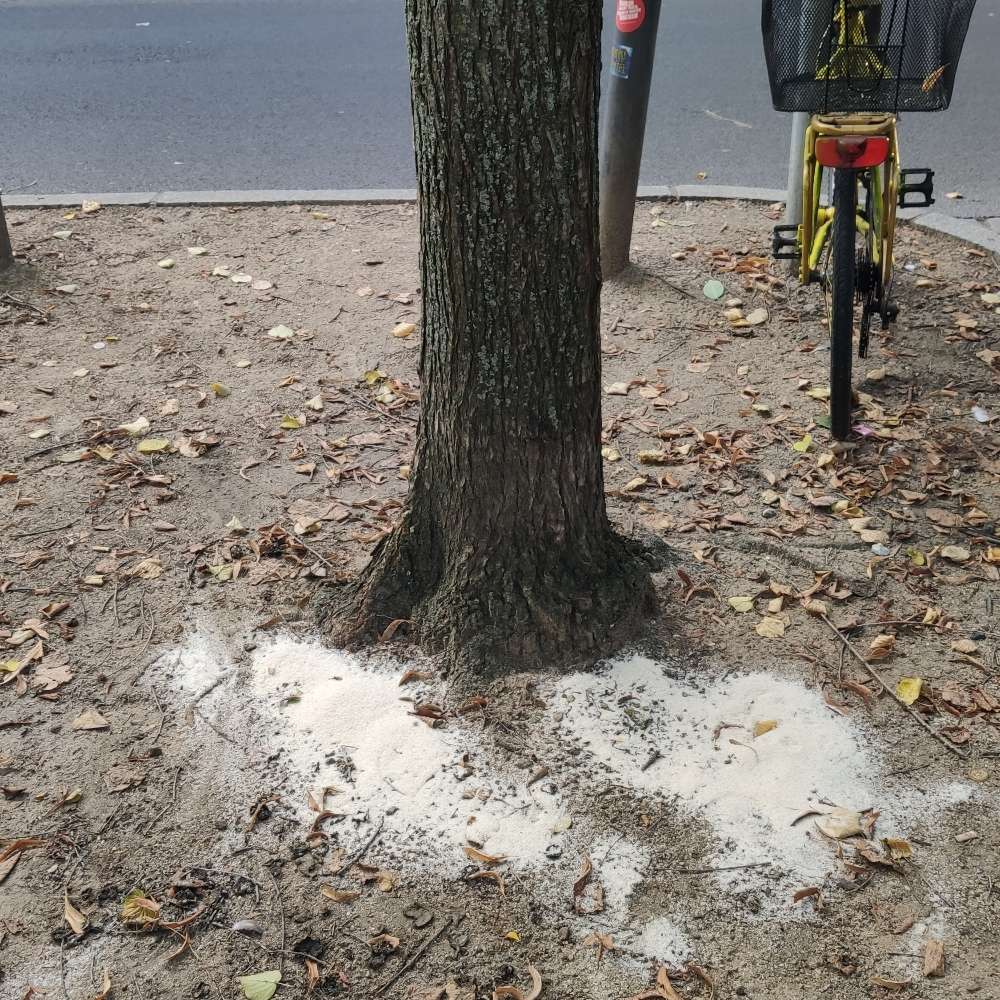 Giftköder-Weise pulver-Profilbild