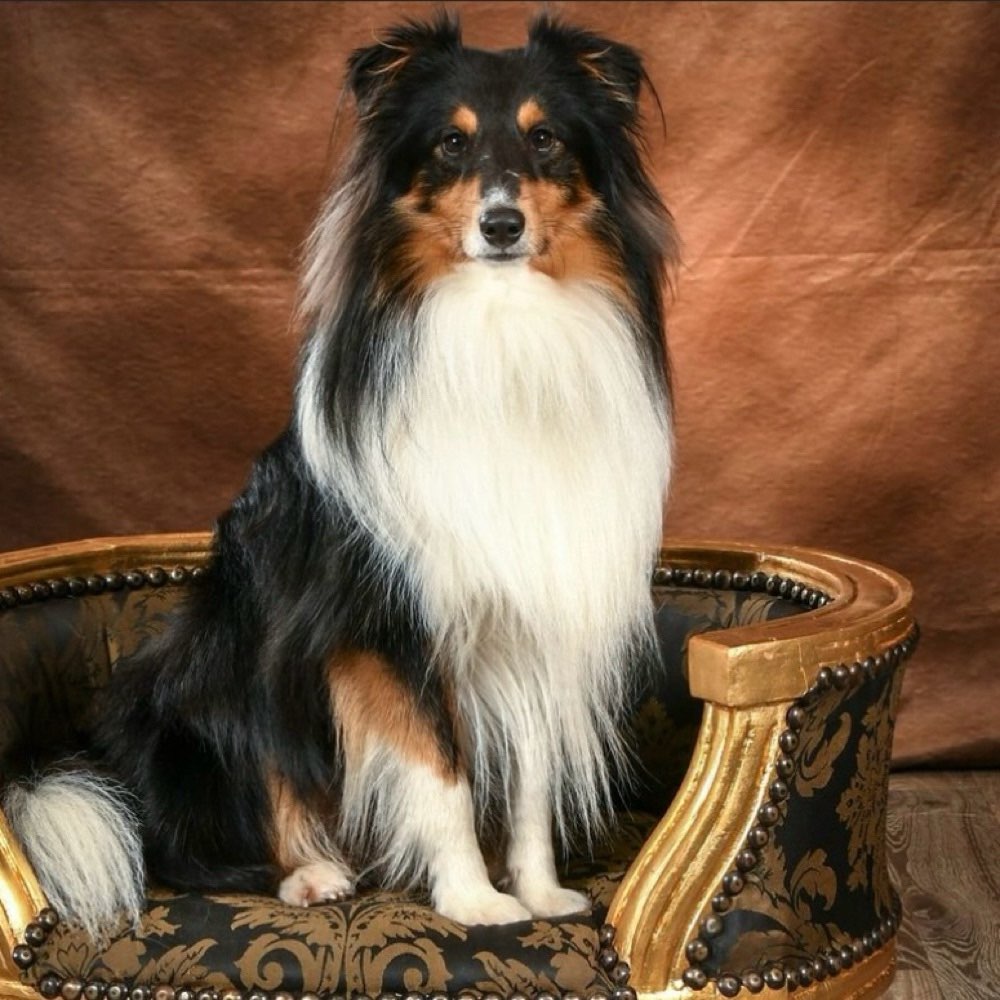 Hundetreffen-Spielen & Spaziergänge-Profilbild