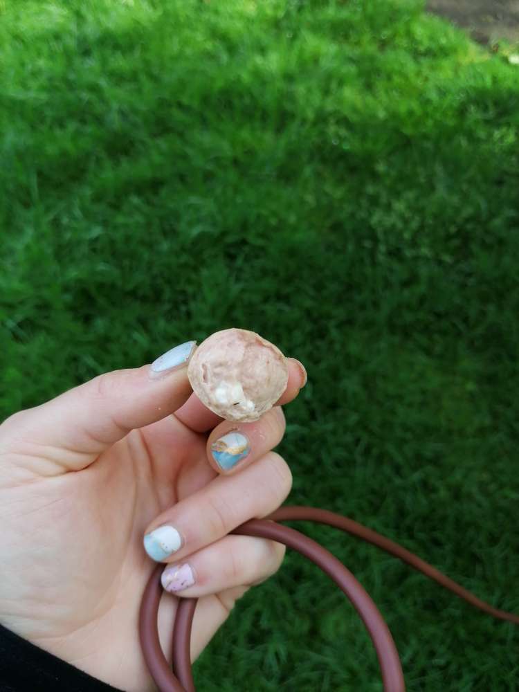 Giftköder-Möglicher Giftköder auf Hundewiese-Profilbild