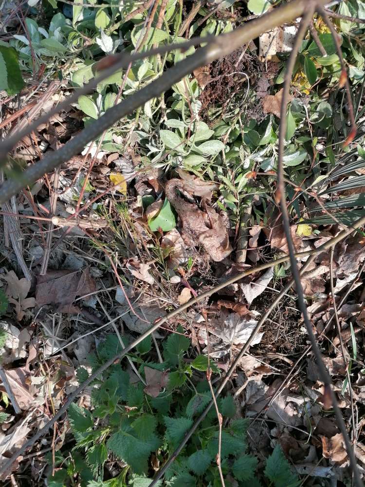 Giftköder-Speckschwarte im Gebüsch-Profilbild