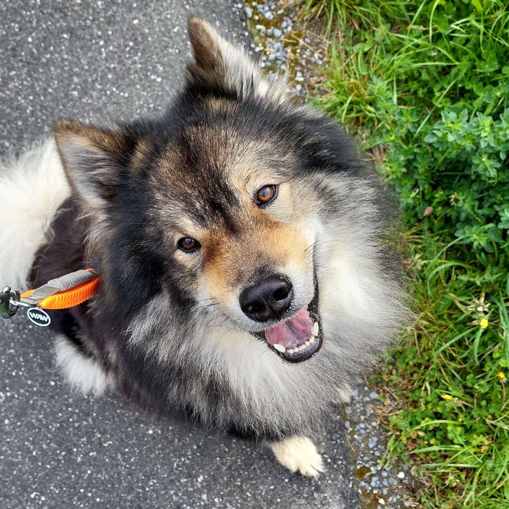 Hundetreffen-Gemeinsamer Spaziergang-Profilbild