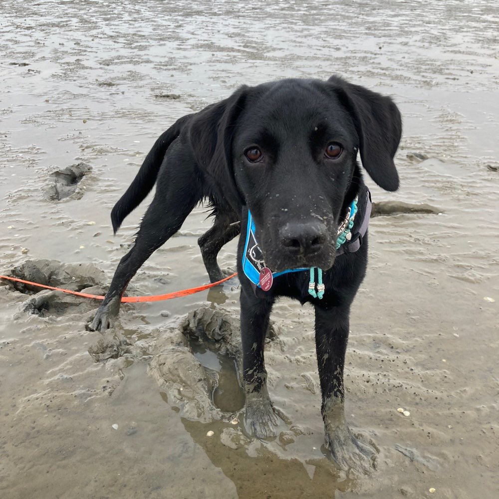Hundetreffen-Spazieren-Profilbild