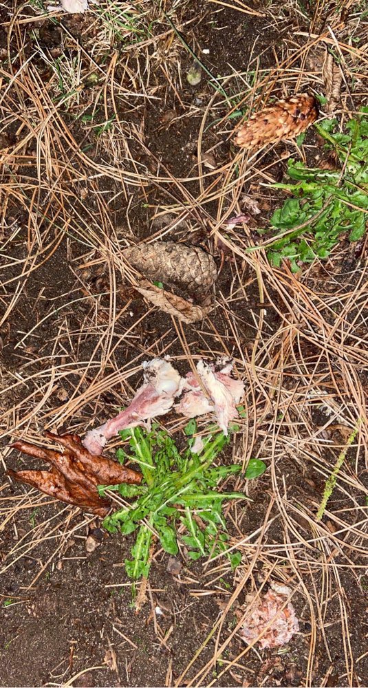 Giftköder-Eventuell Giftköder-Profilbild