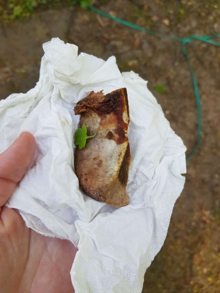 Giftköder-Knochen im Gebüsch-Profilbild