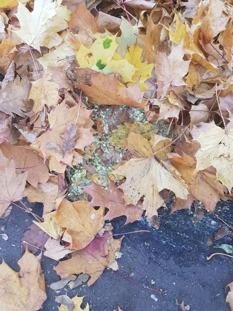 Giftköder-Möglicher Giftköder-Profilbild