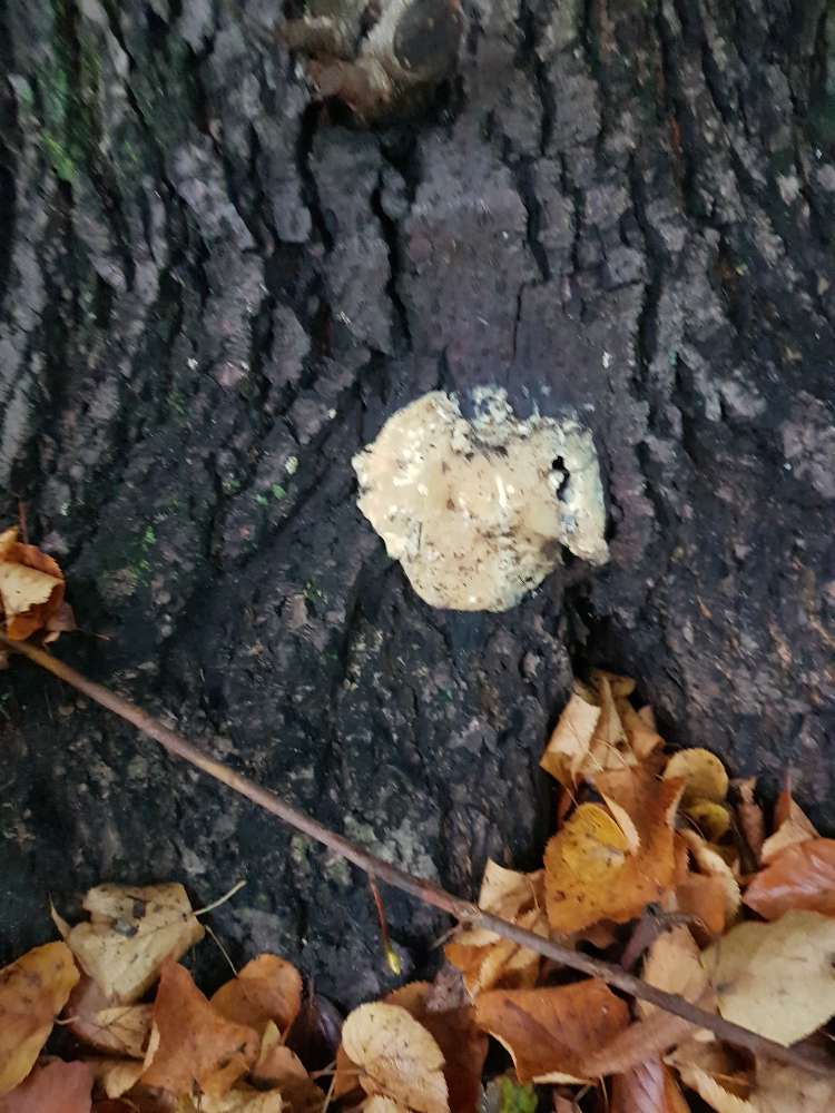 Giftköder-Möglicher Giftköder Blohms Park-Profilbild