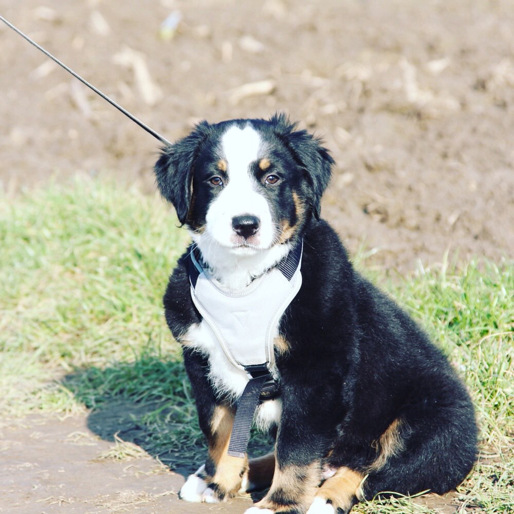 Hundetreffen-Suche Welpentreffen im Raum Kohlscheid-Profilbild